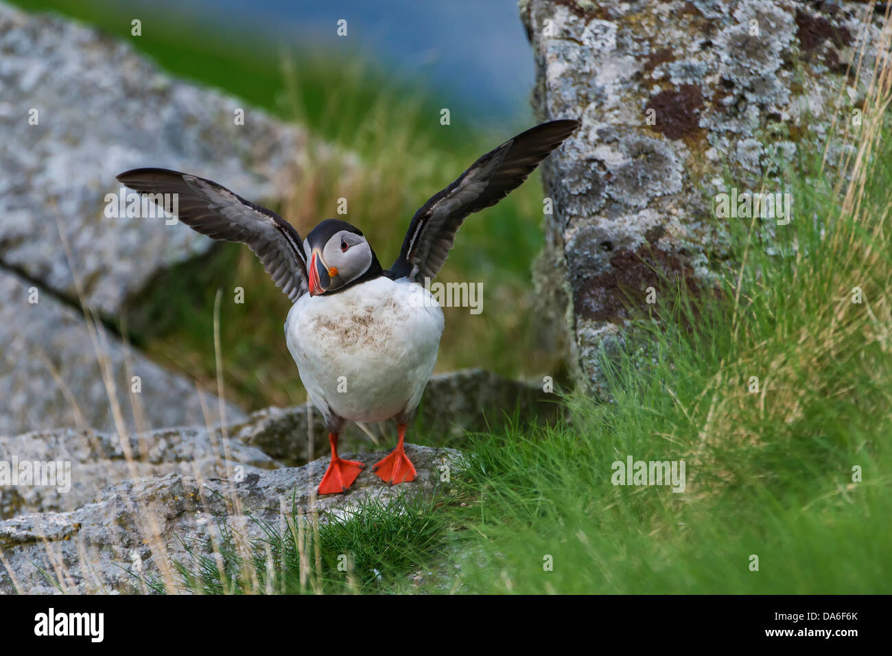 Atlantic Puffin or Common Puffin (Fratercula arctica) flapping its wings Stock Photo
