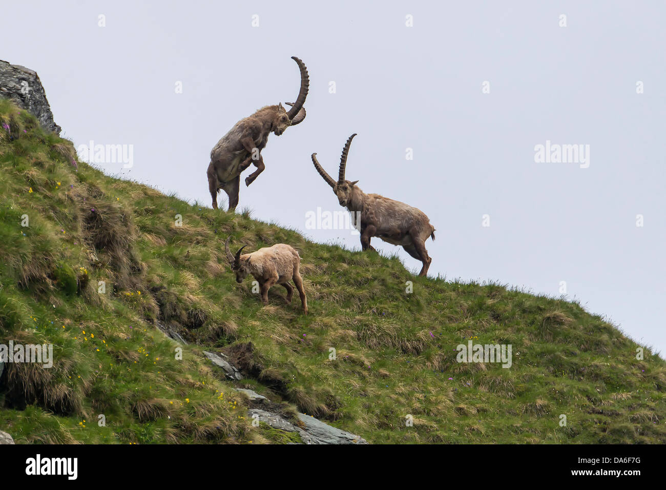 Alpine Ibexes (Capra ibex), bucks Stock Photo