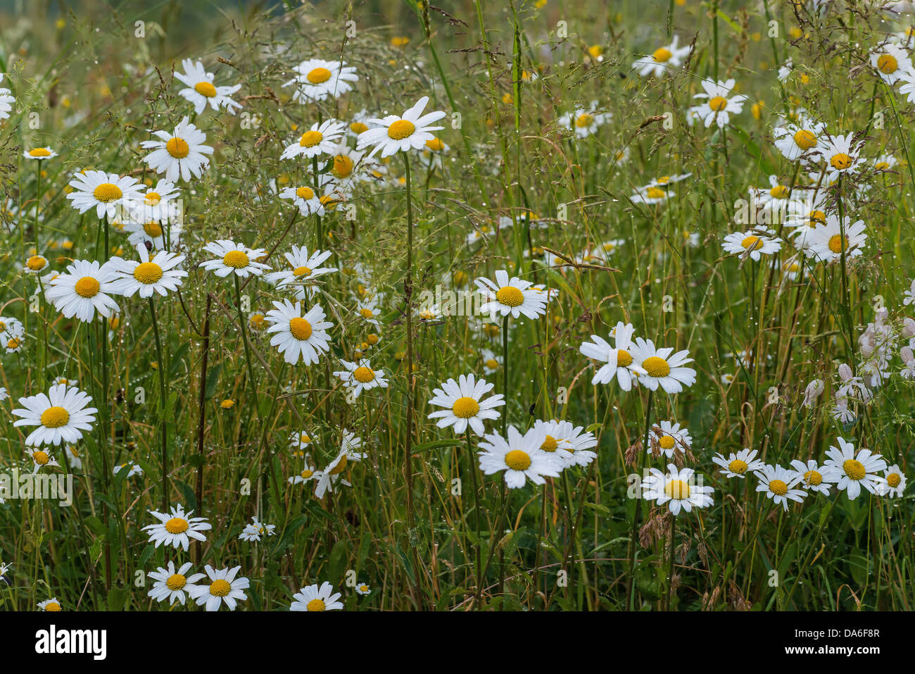 Oxeye daisies (Leucanthemum vulgare) Stock Photo