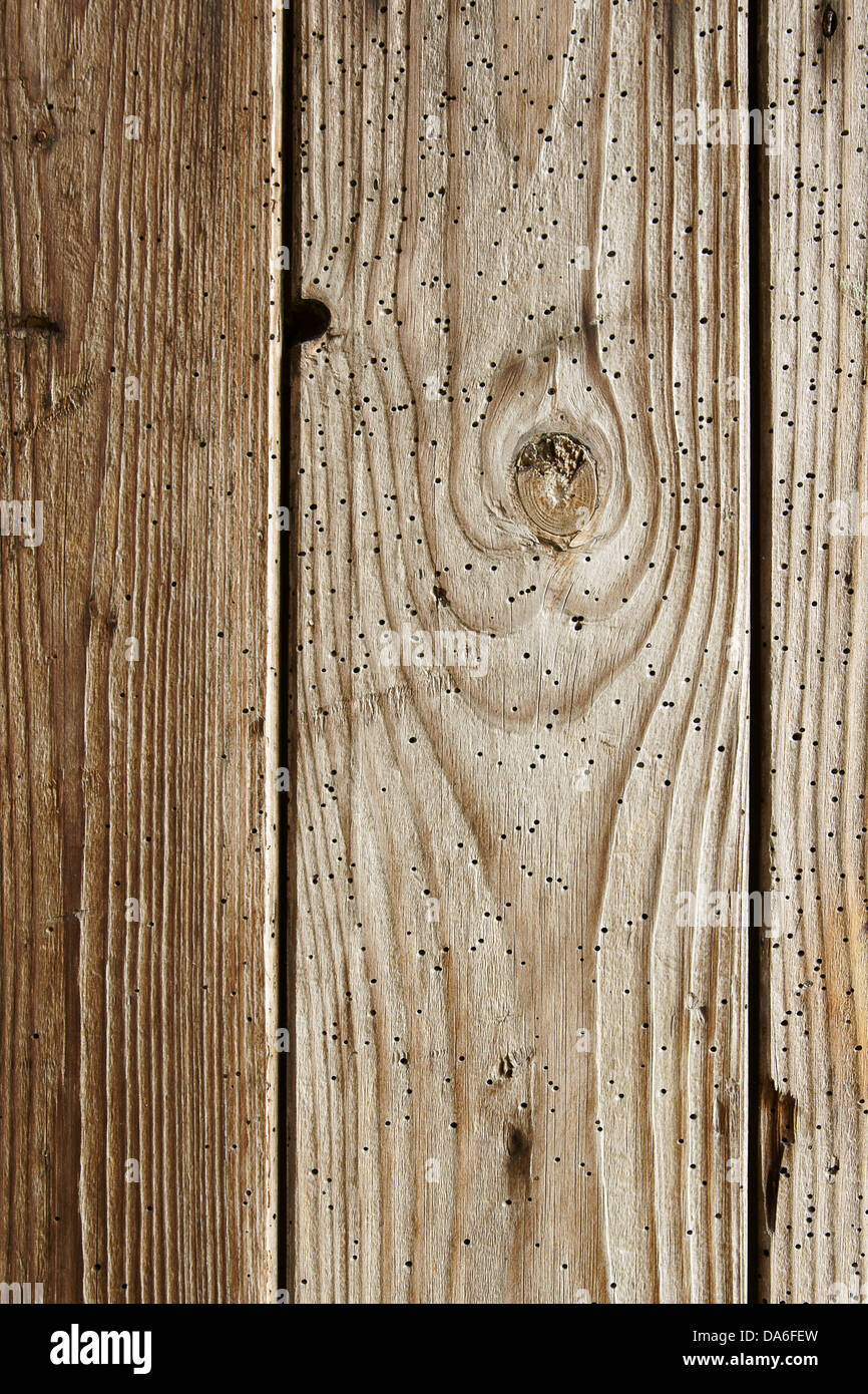 Wooden planks eaten by wood worm background texture Stock Photo