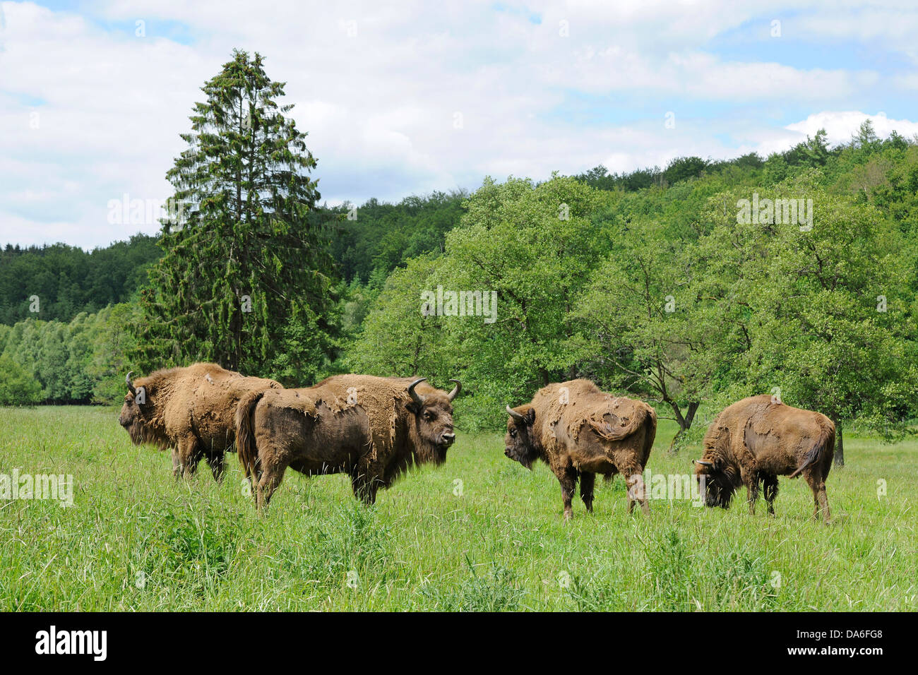 Herd of Wisent or European Bison (Bison bonasus), captive Stock Photo