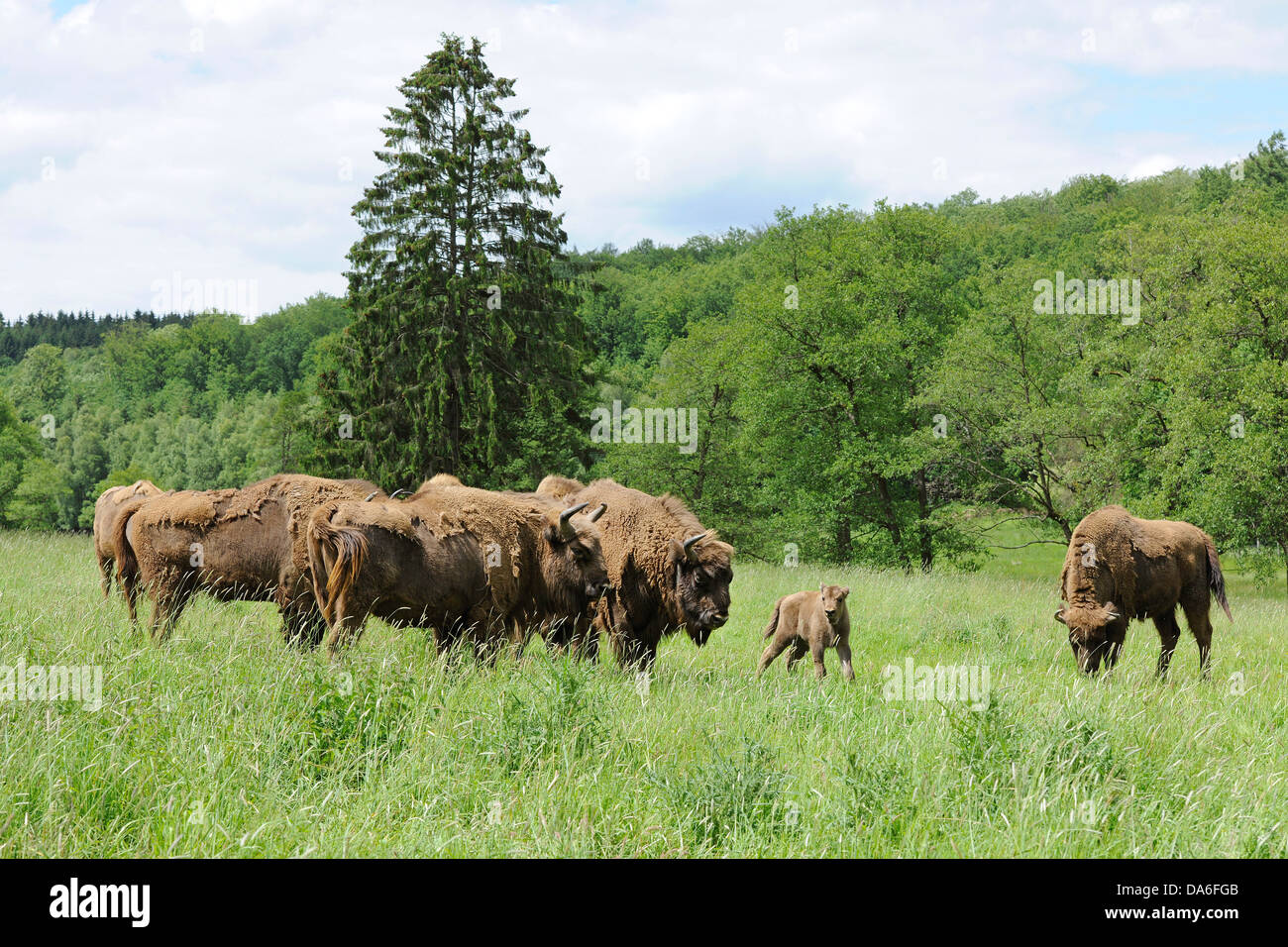 Herd of Wisent or European Bison (Bison bonasus), captive Stock Photo