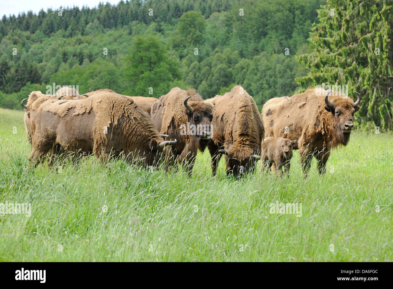 Herd of Wisent or European Bison (Bison bonasus), captive Stock Photo