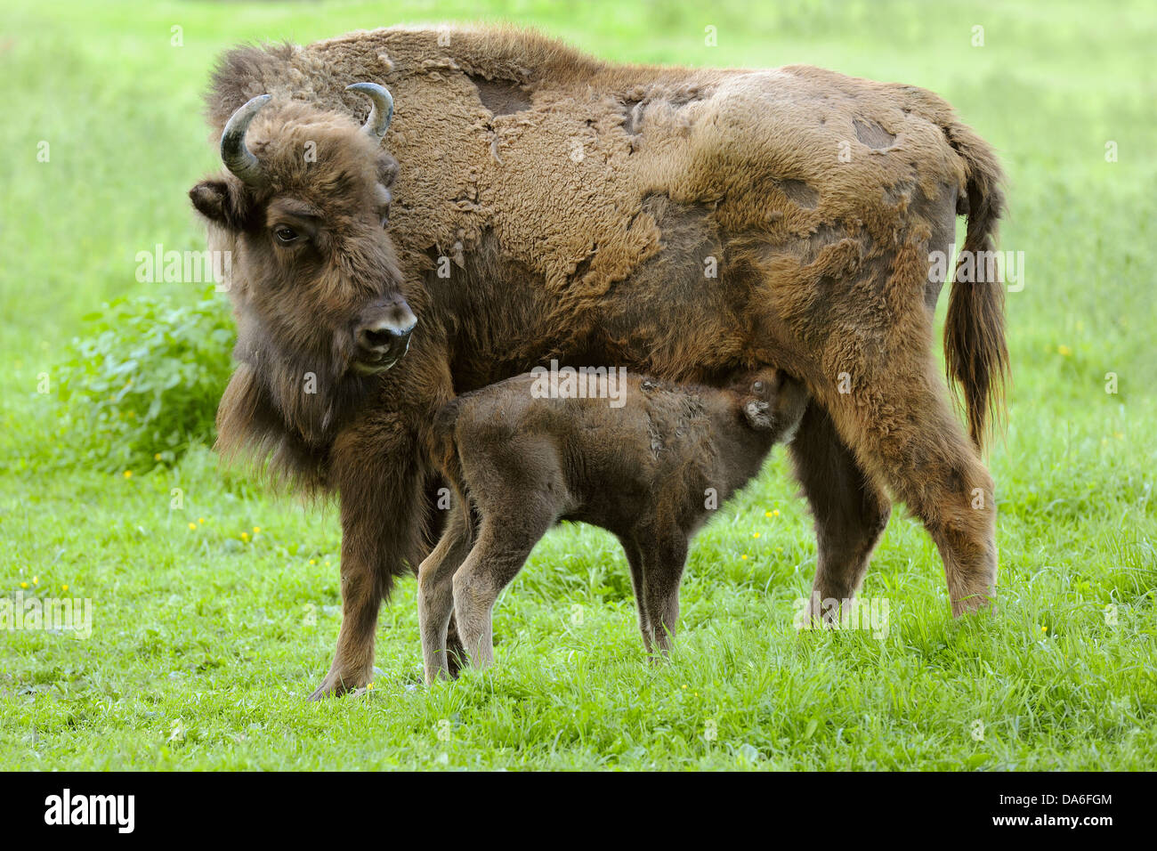Wisent or European Bison (Bison bonasus), cow suckling a calf, captive Stock Photo