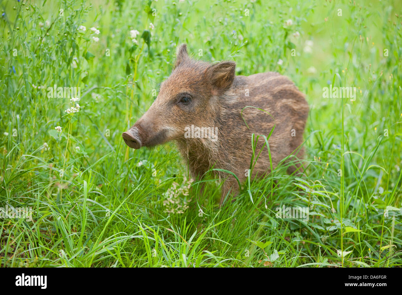Wild Boar (Sus scrofa), piglet, captive Stock Photo