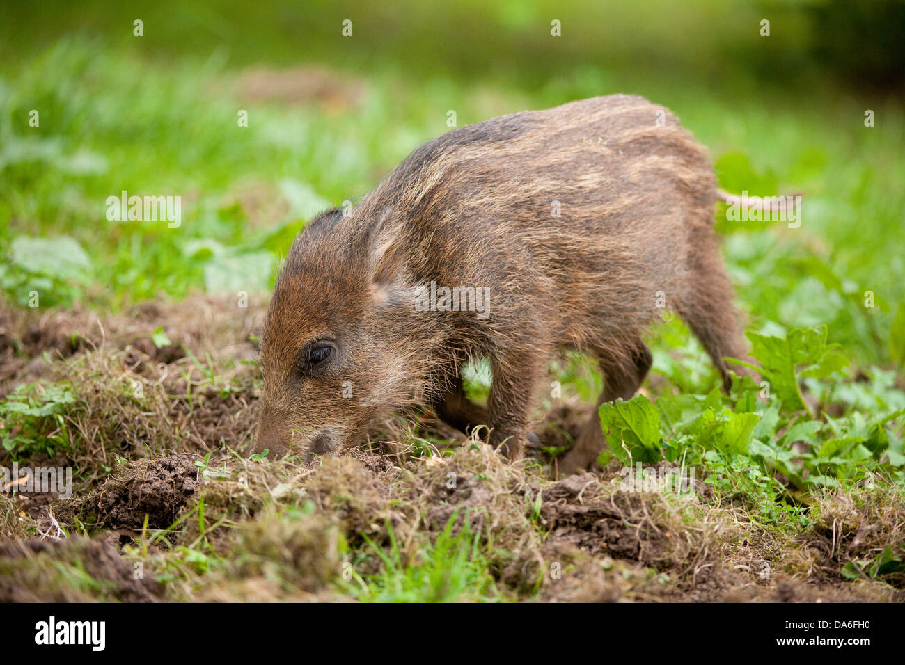 Wild Boar (Sus scrofa), piglet foraging for food, captive Stock Photo