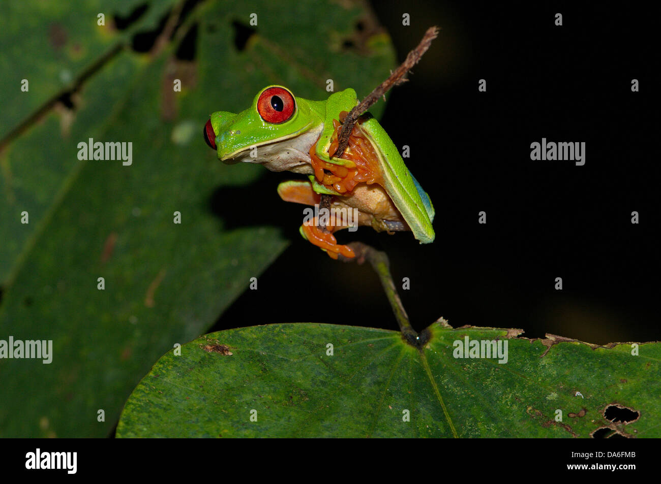 Frog, frogs, tree frog, Red-eyed treefrog, Agalychnis callidryas, Amphibium, Amphibians, tropical, Costa Rica, animal, animals, Stock Photo