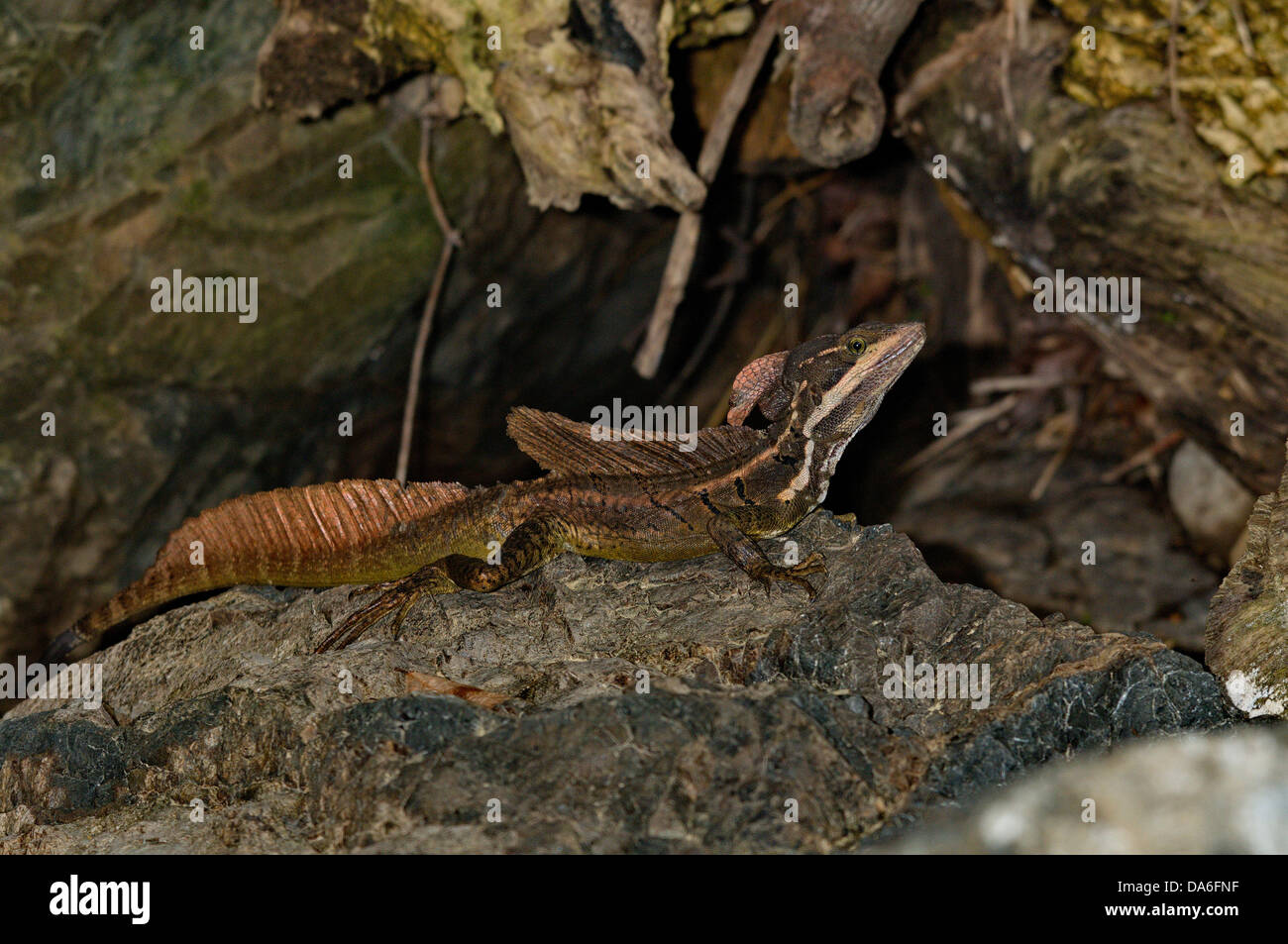 Common basilisc, iguana, Basiliscus basiliscus, Jesus Christ lizard ...