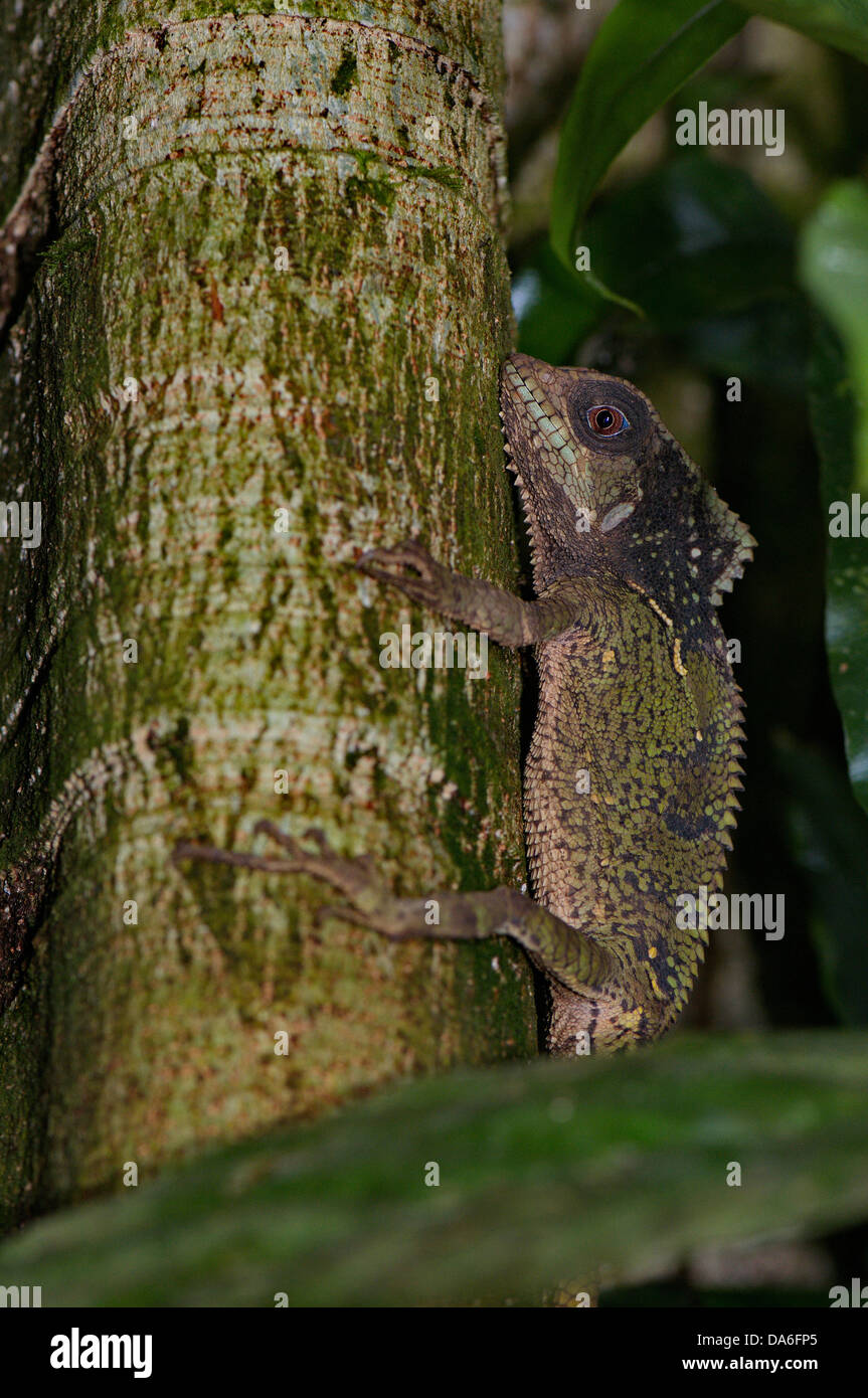 Helmeted iguana, iguana, Corytophanes cristatus, lizard, lizards, reptile, reptiles, scale, scales, animal, animals, fauna, wild Stock Photo