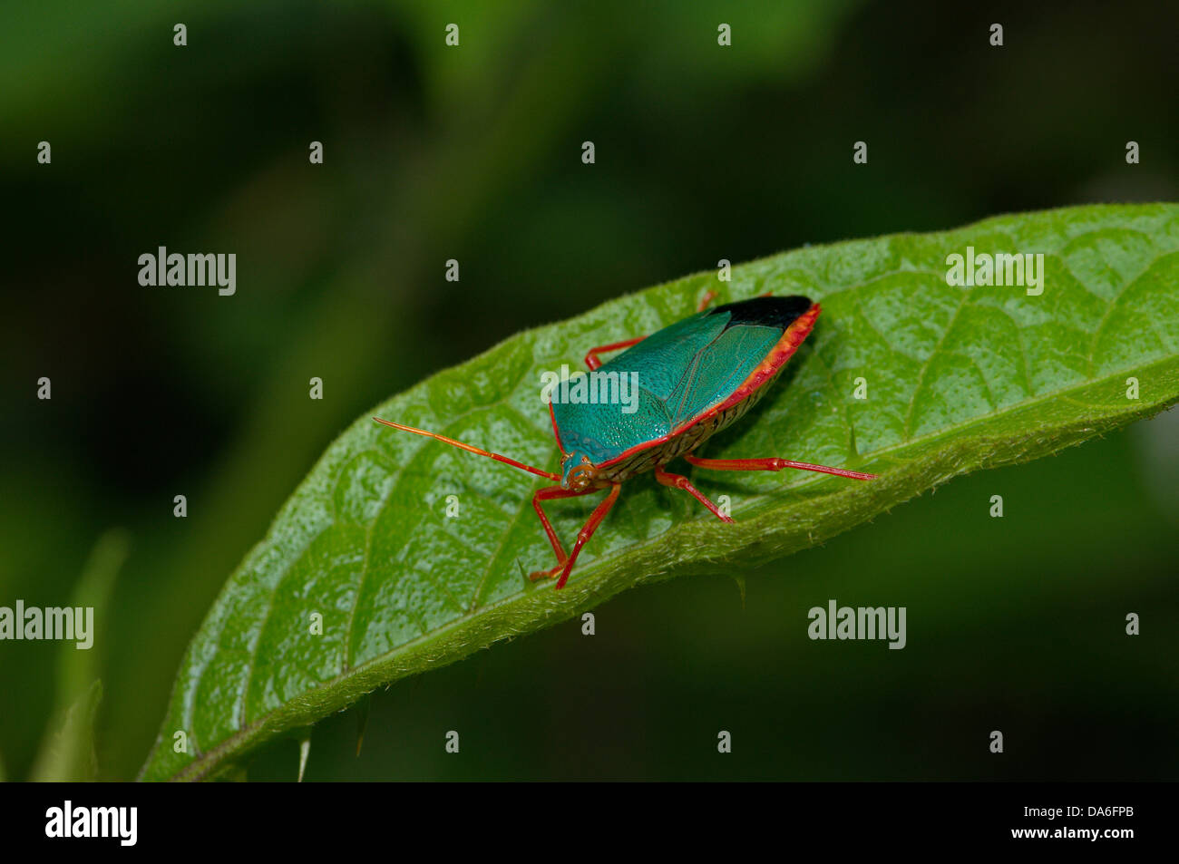 Shield bug, bug, Scutelleridae, Heteroptera, Insect, Insects, red, turquoise, green, animal, animals, fauna, tropical, Costa Ric Stock Photo