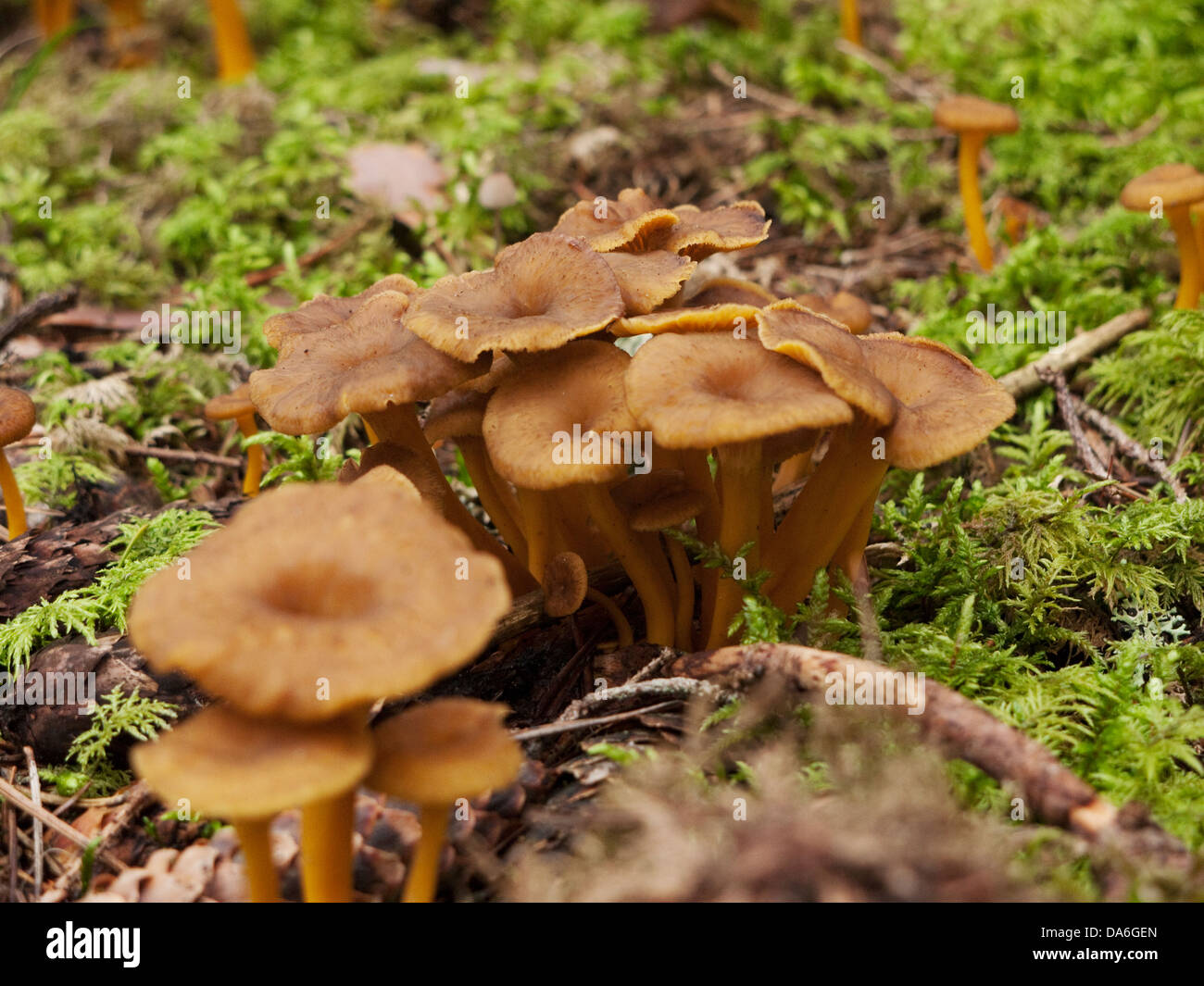 Chanterelle growing in moss Stock Photo Alamy