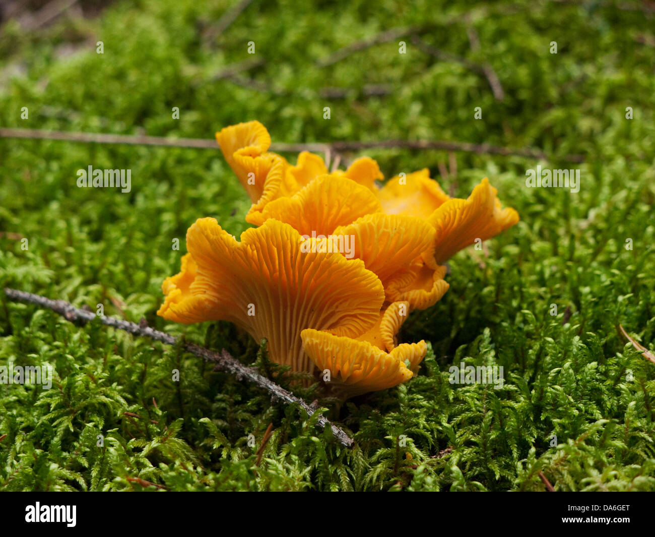 Chanterelle growing in moss Stock Photo Alamy