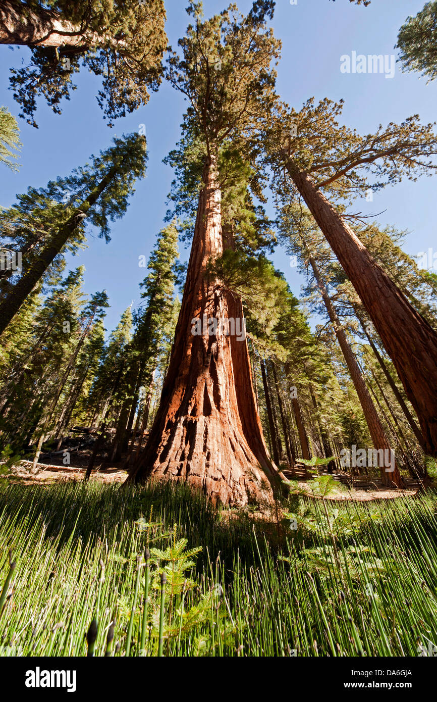 Giant Sequoia or Sierra Redwood (Sequoiadendron giganteum) in Mariposa Grove Stock Photo