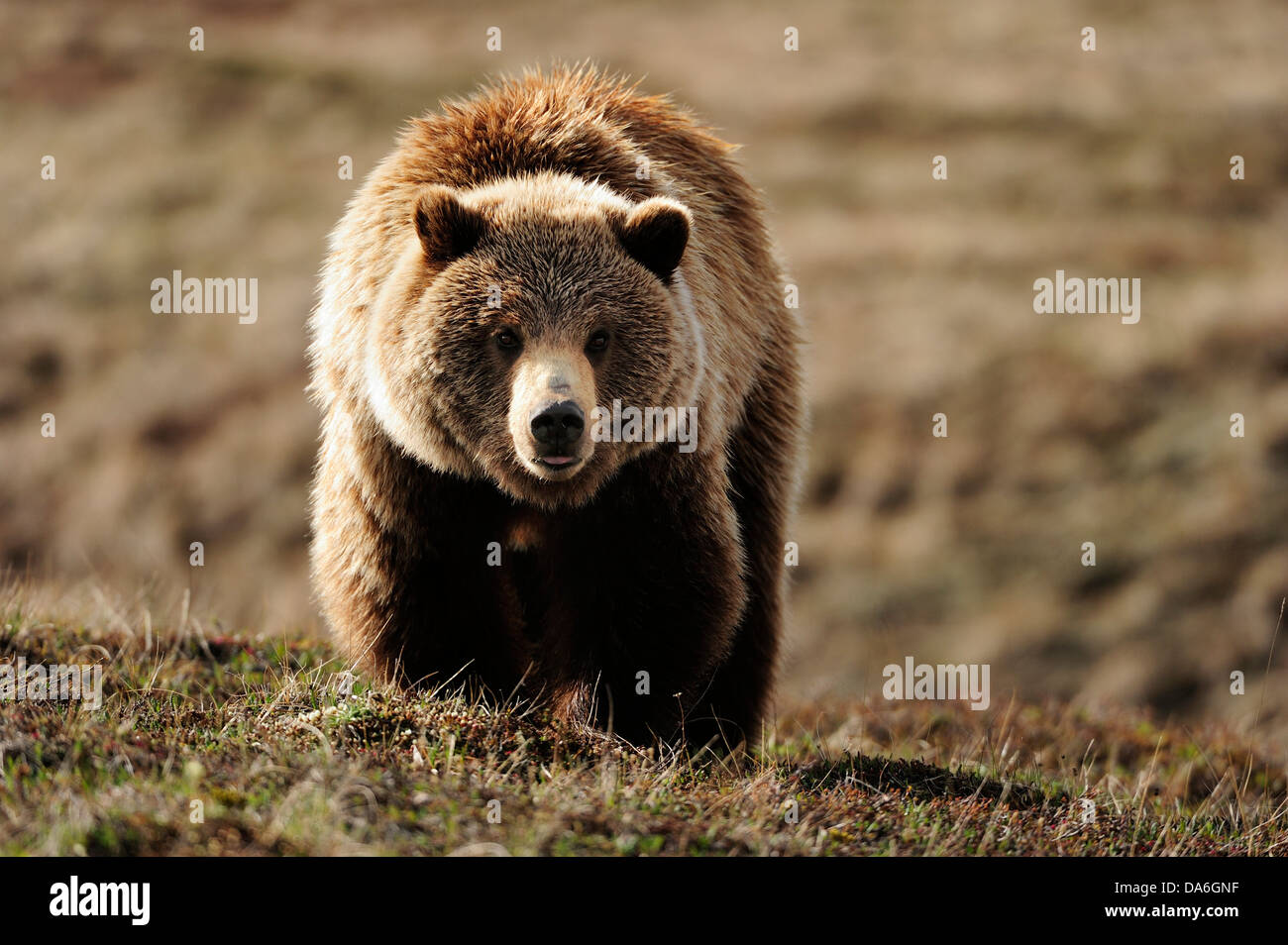 Grizzly Bear (Ursus arctos horribilis) in the Arctic tundra Stock Photo