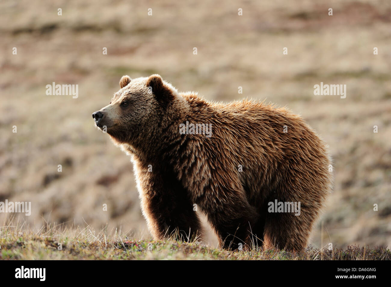 Grizzly Bear (Ursus arctos horribilis) in the Arctic tundra Stock Photo