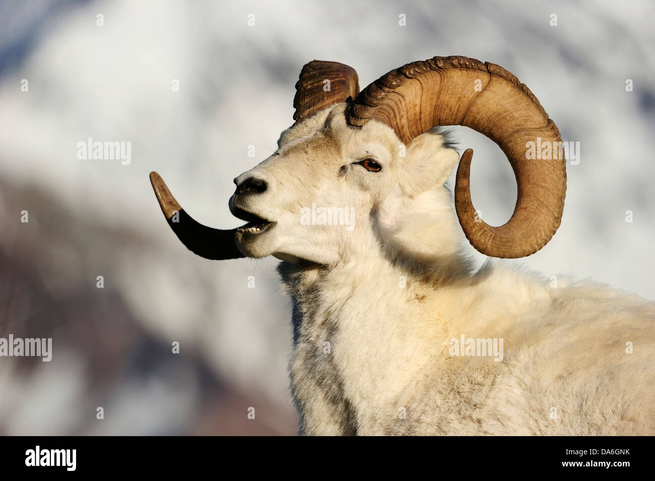 Dall Sheep (Ovis dalli dalli), portrait Stock Photo