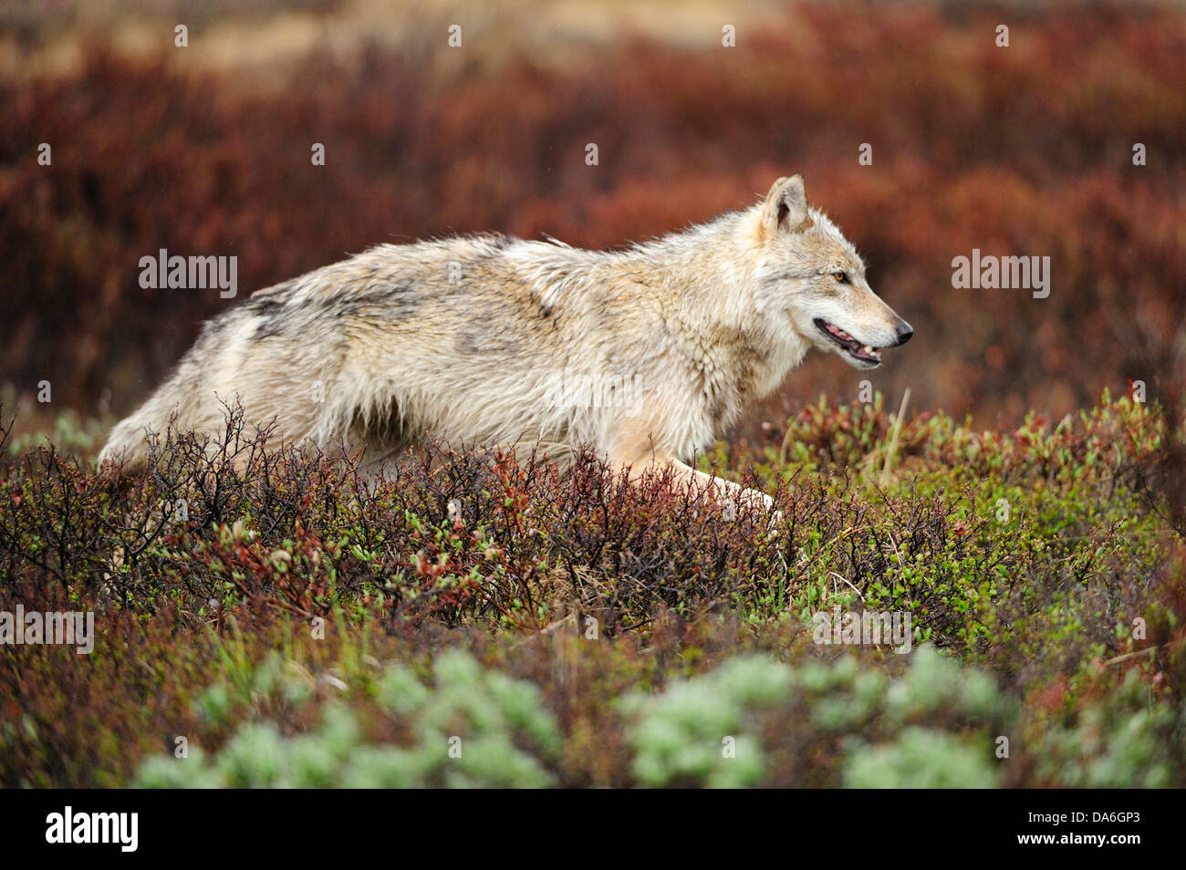 Wolf (Canis lupus) prowling the Arctic tundra Stock Photo