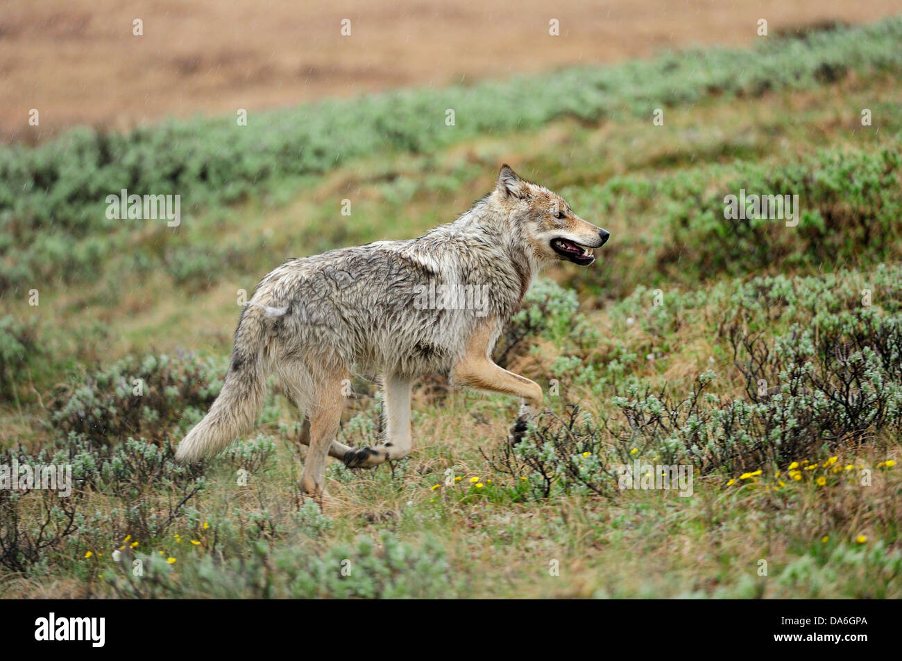 Wolf (Canis lupus) prowling through the Arctic tundra Stock Photo