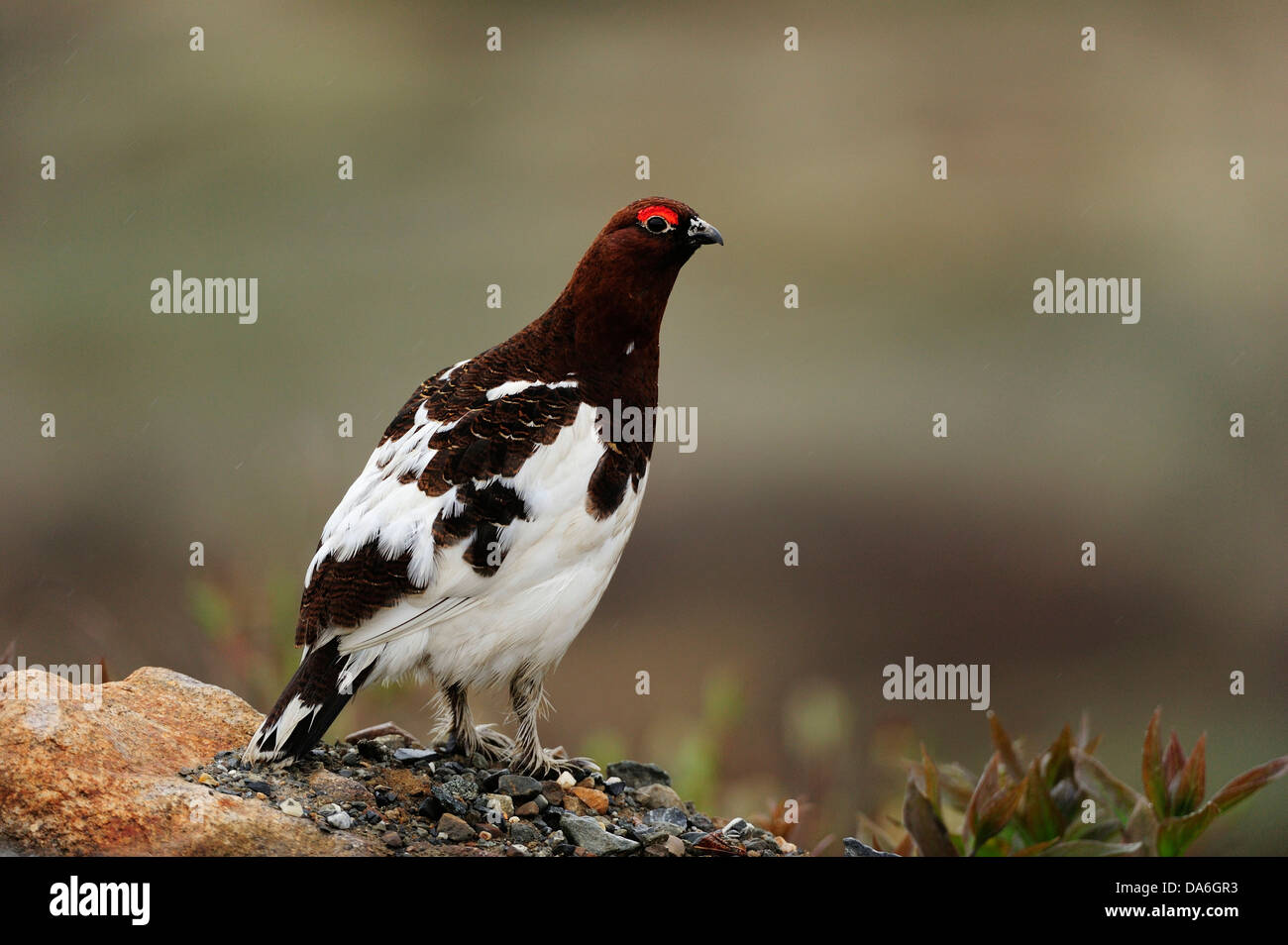 Willow Ptarmigan or Willow Grouse (Lagopus lagopus) standing in the Arctic tundra Stock Photo