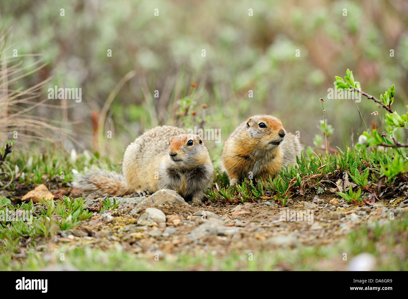 Arctic Ground Squirrels (Spermophilus parryii) foraging for food in the Arctic tundra Stock Photo