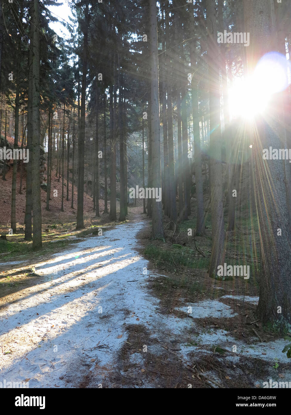 coniferous forest with sun Stock Photo