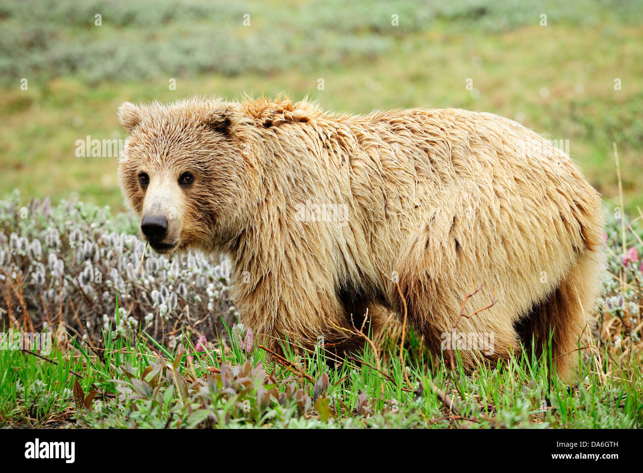 Grizzly Bear (Ursus arctos horribilis) in the Arctic tundra Stock Photo