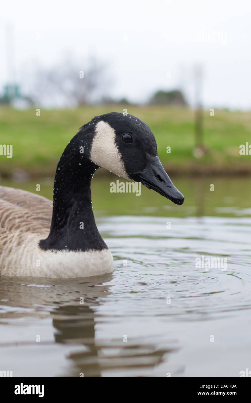 Goose pond hi-res stock photography and images - Alamy