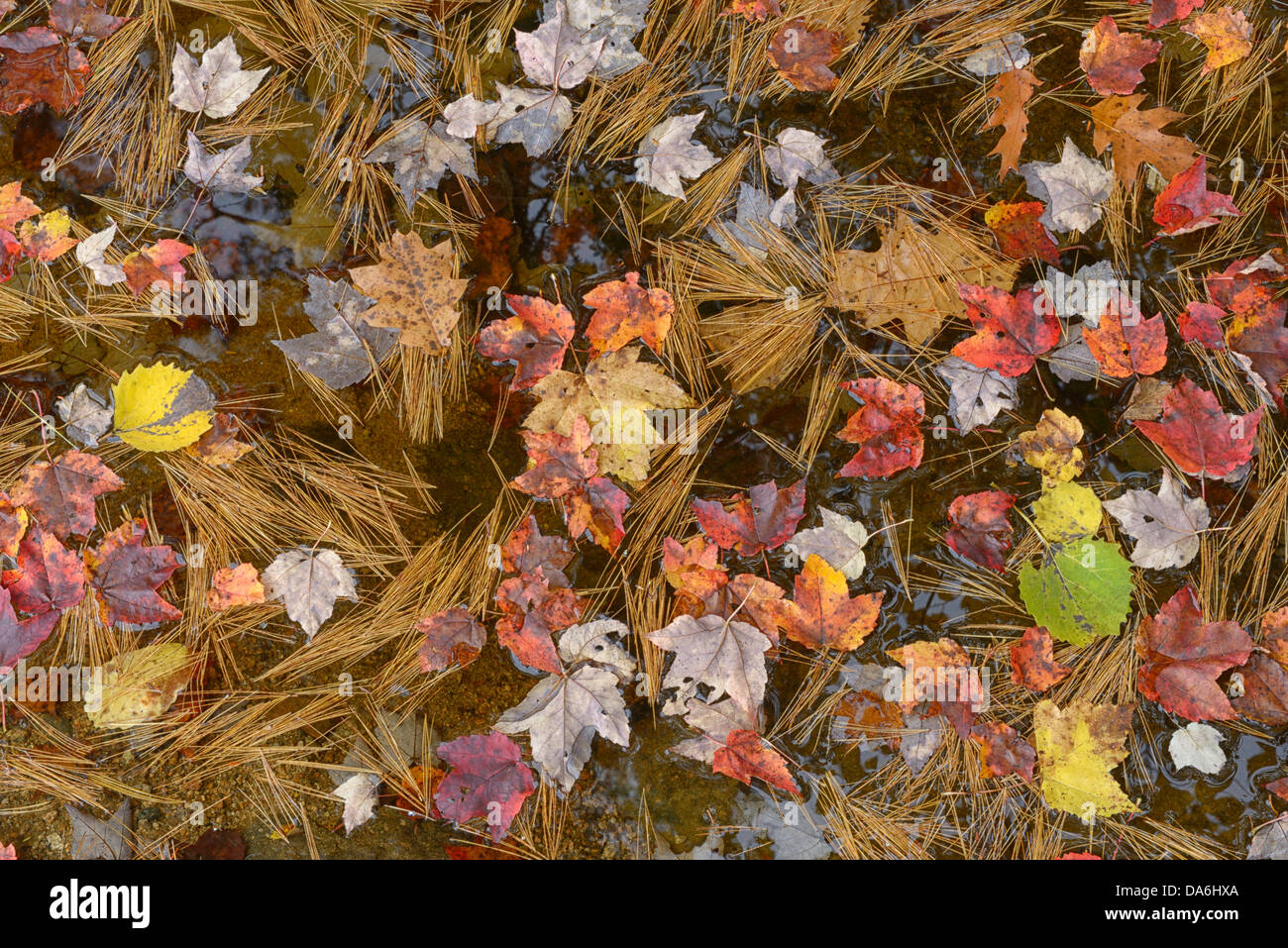 USA, United States, America, New Hampshire, Conway, North America, New England, East Coast, Carroll County, Indian Summer, autum Stock Photo