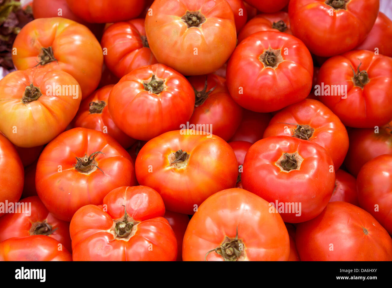 Alimentar tomates hires stock photography and images Alamy