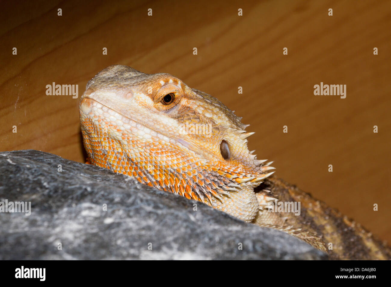 Pet bearded dragon,lizard, housed in a vivarium, England, UK Stock Photo Alamy
