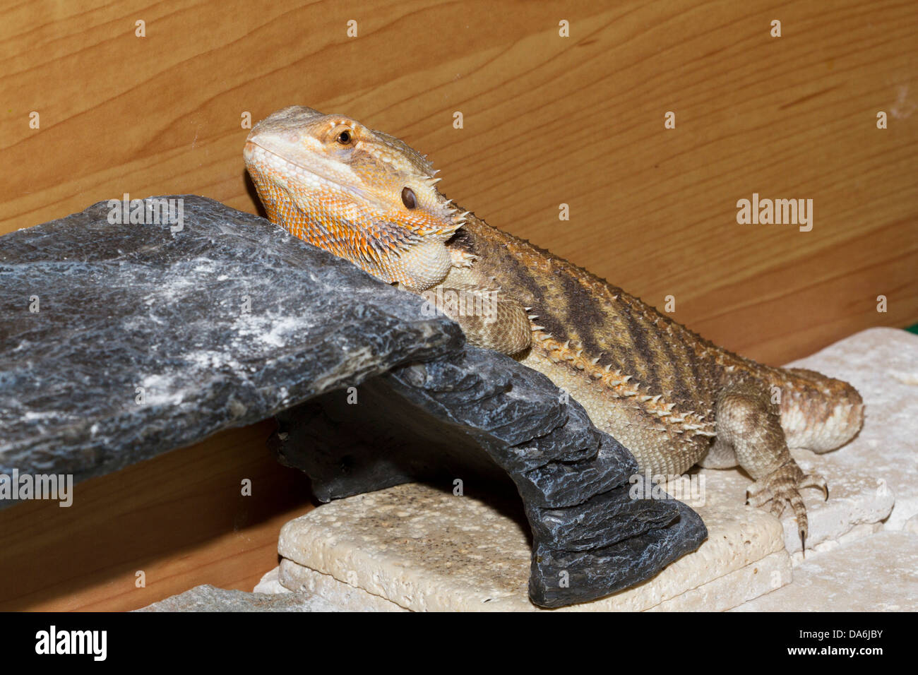 Pet bearded dragon,lizard, housed in a vivarium, England, UK Stock Photo