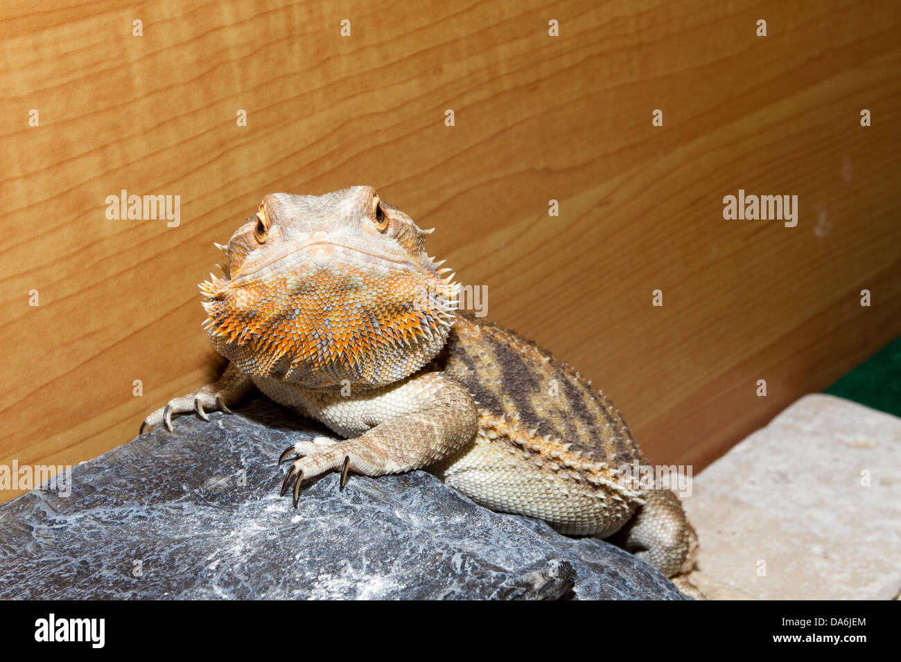 Pet bearded dragon,lizard, housed in a vivarium, England, UK Stock Photo Alamy