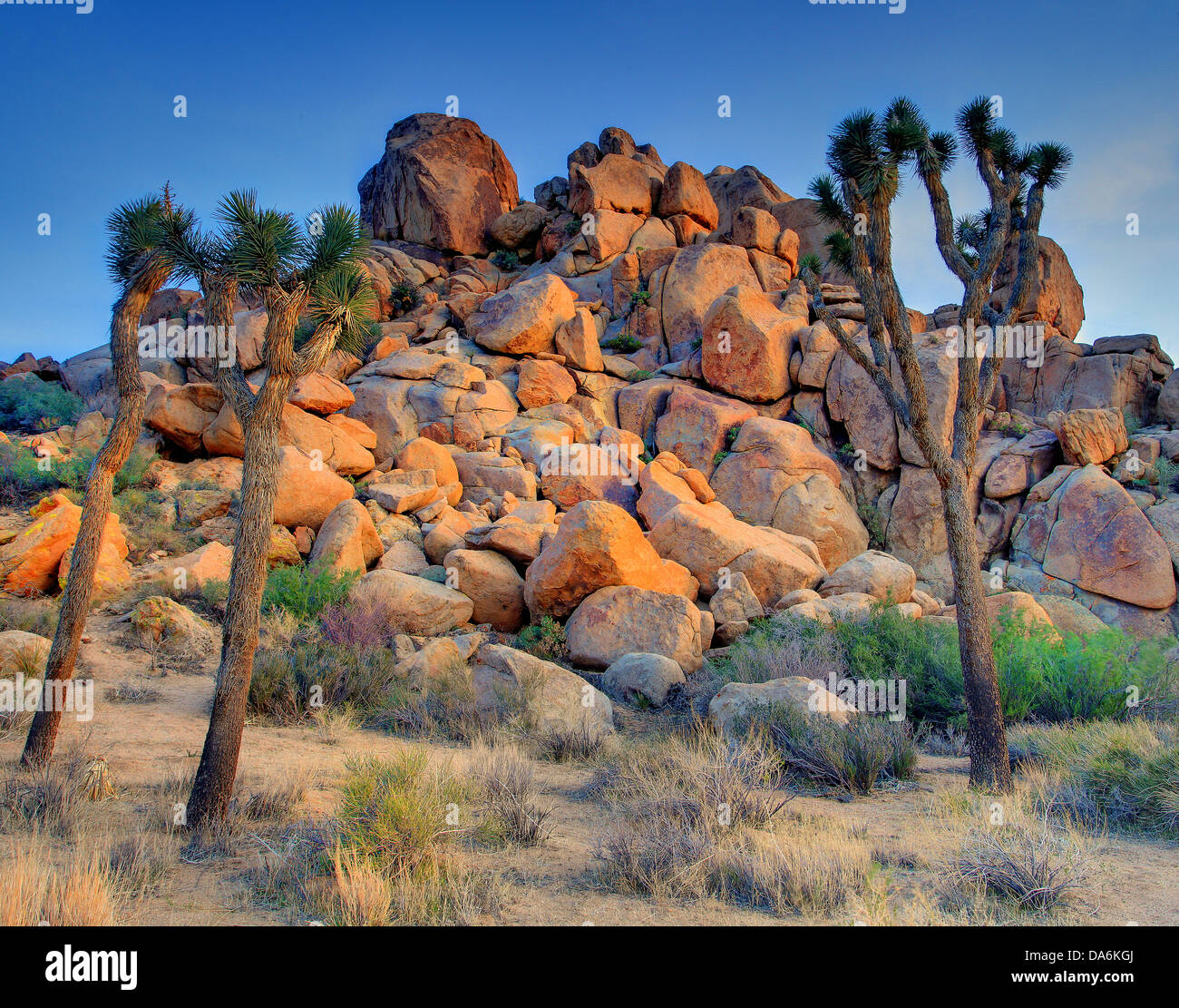 Indio, California: Where The Desert Blooms With Life