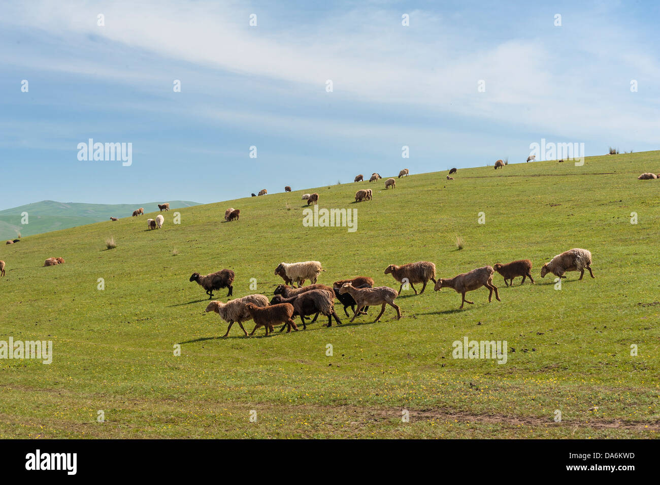 Sheep on the grassland, photoed in Xinjiang of China Stock Photo