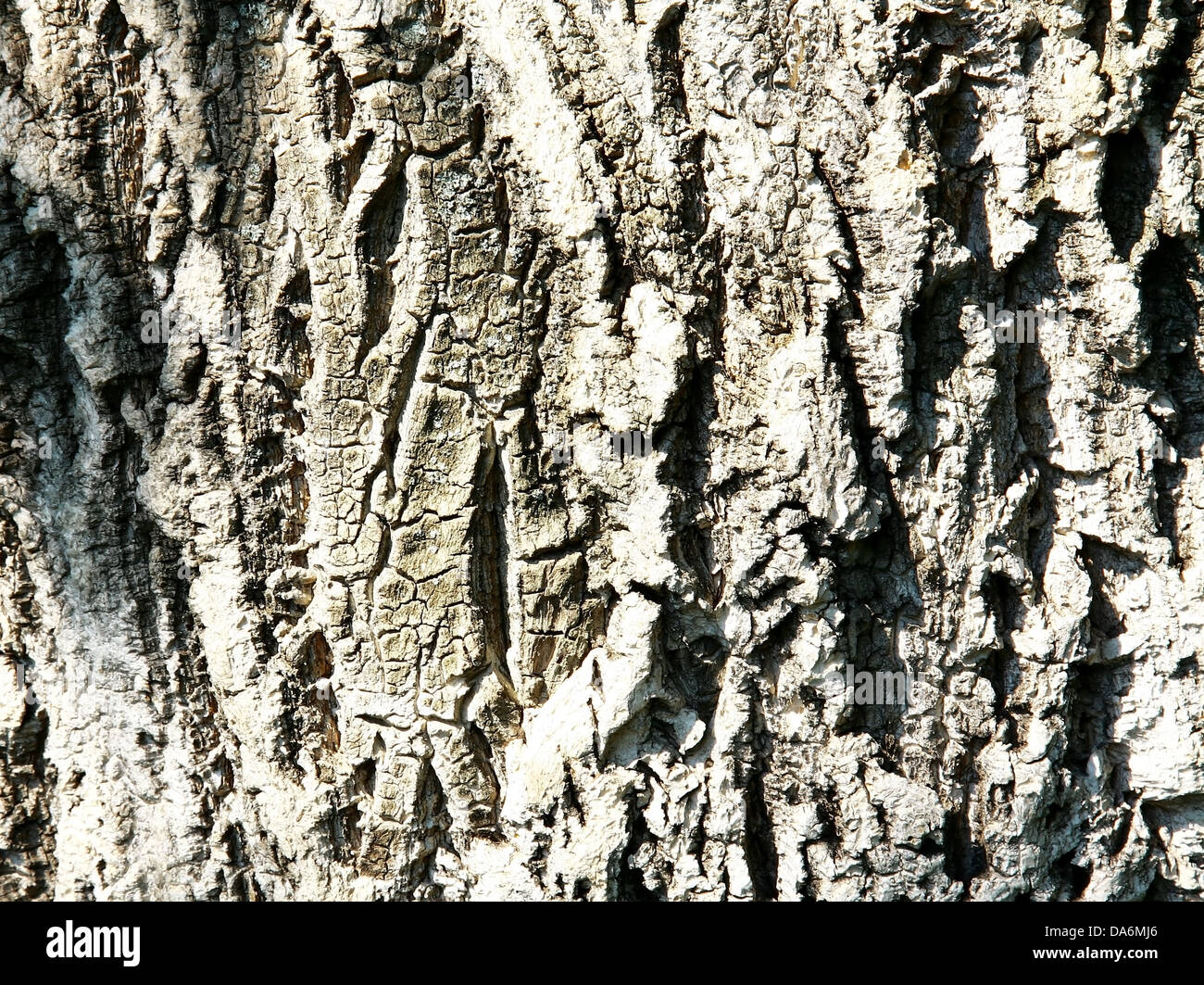 Sunny bark of cork tree abstract background Stock Photo