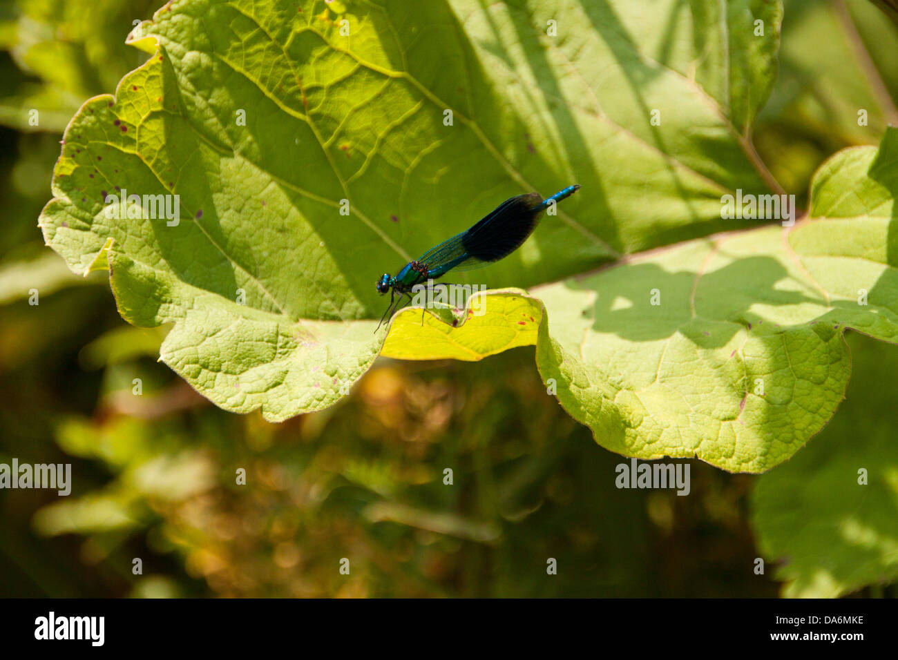 Male Banded Demoiselle Fly - Calopteryx splendens - Family Calopterygidae part of the Suborder Zygoptera... Stock Photo