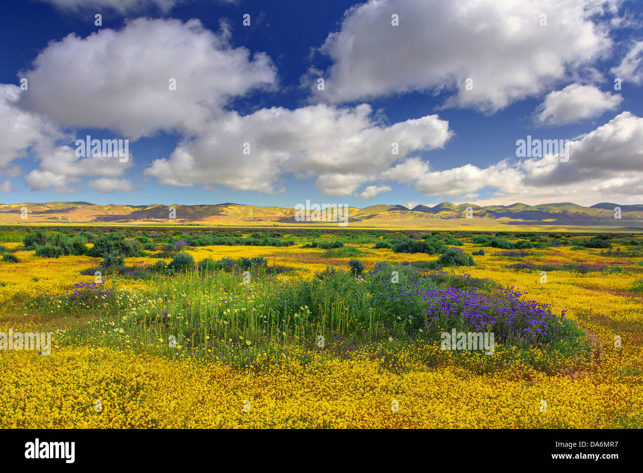 USA, United States, America, California, Carrizo Plain, landscape, National Monument, wildflowers, spring, seasons, clouds, bloo Stock Photo