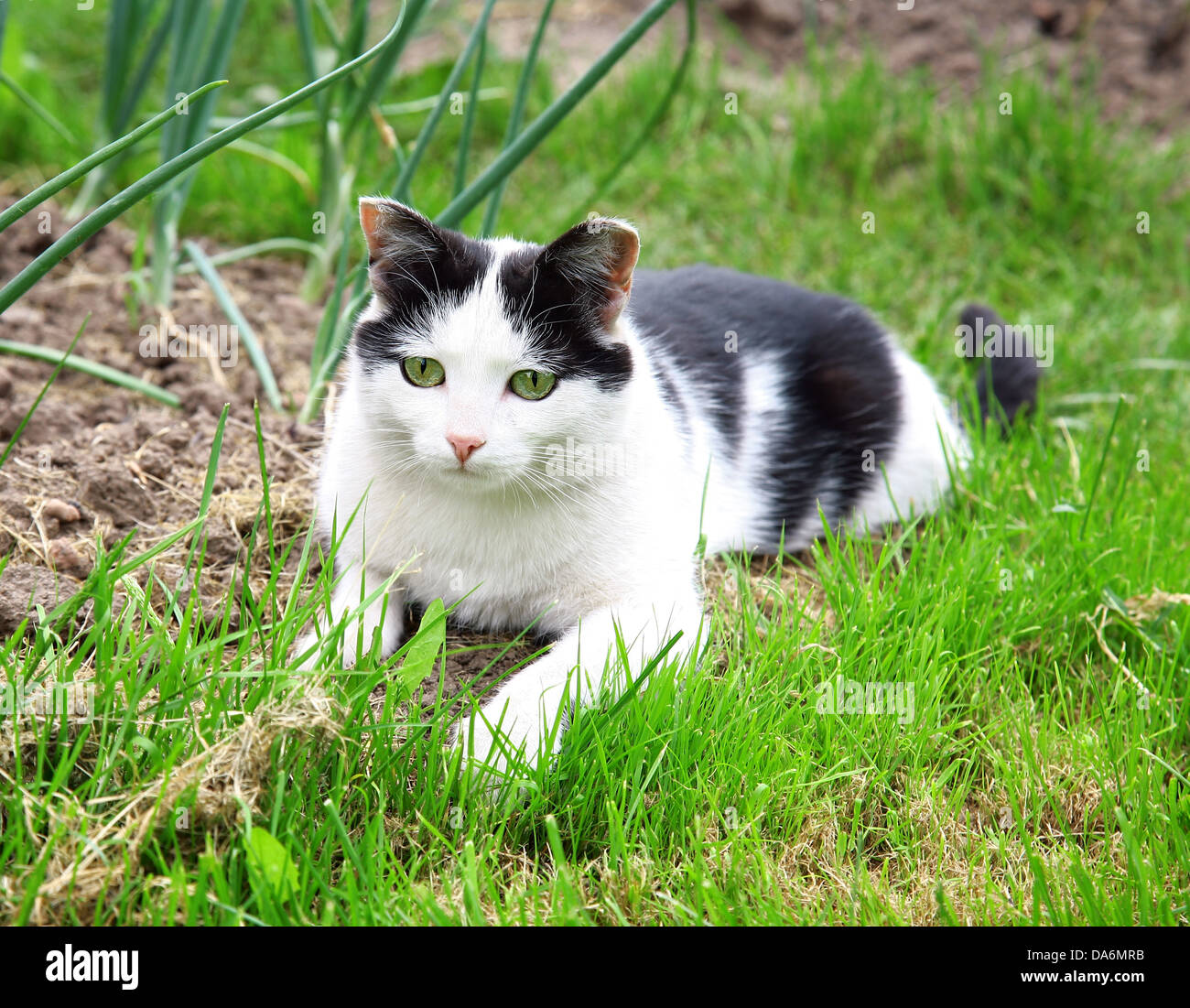 Black white cat hunting and looking for catch Stock Photo
