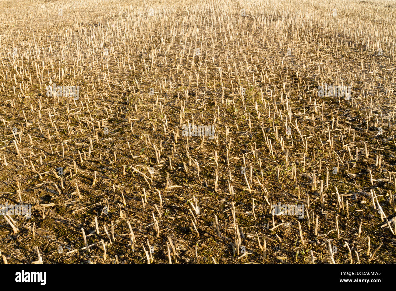 Stubble in a field after the harvest, England, UK Stock Photo