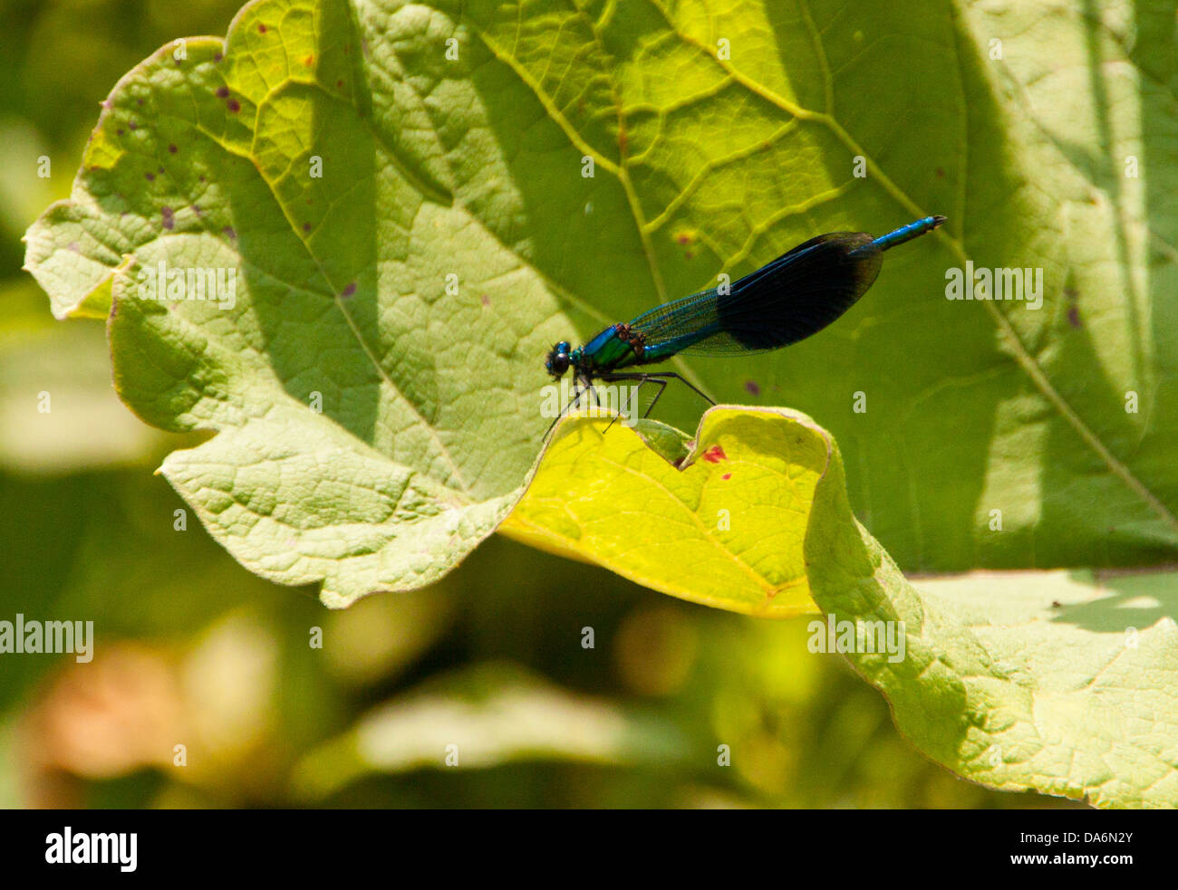 Male Banded Demoiselle Fly - Calopteryx splendens - Family Calopterygidae part of the Suborder Zygoptera... Stock Photo