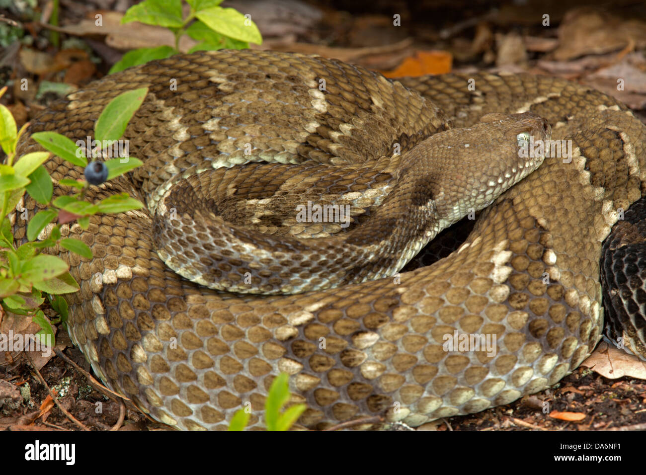 Timber Rattlesnakes, Crotalus Horridus, Pennsylvania,gravid Females 