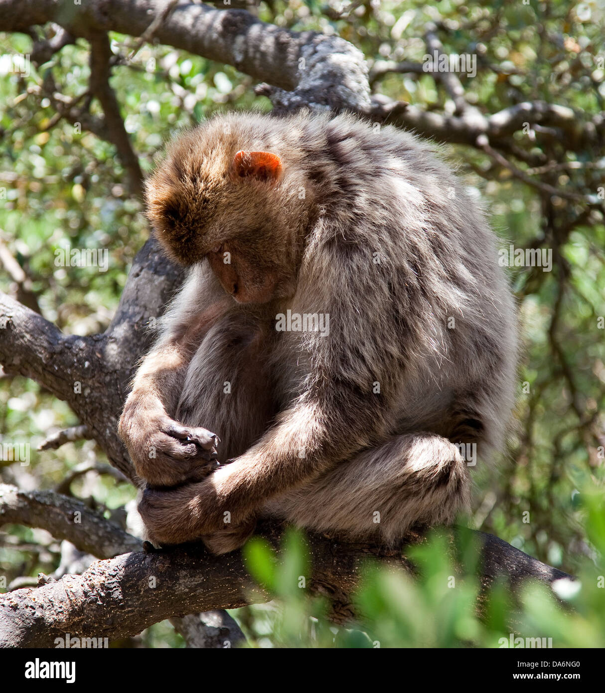 Gibraltar British Territory Stock Photo