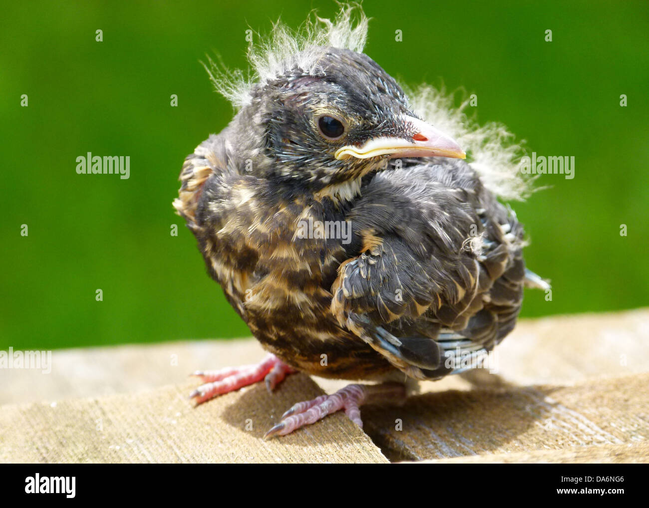 red robin chick young bird feathered nature Stock Photo
