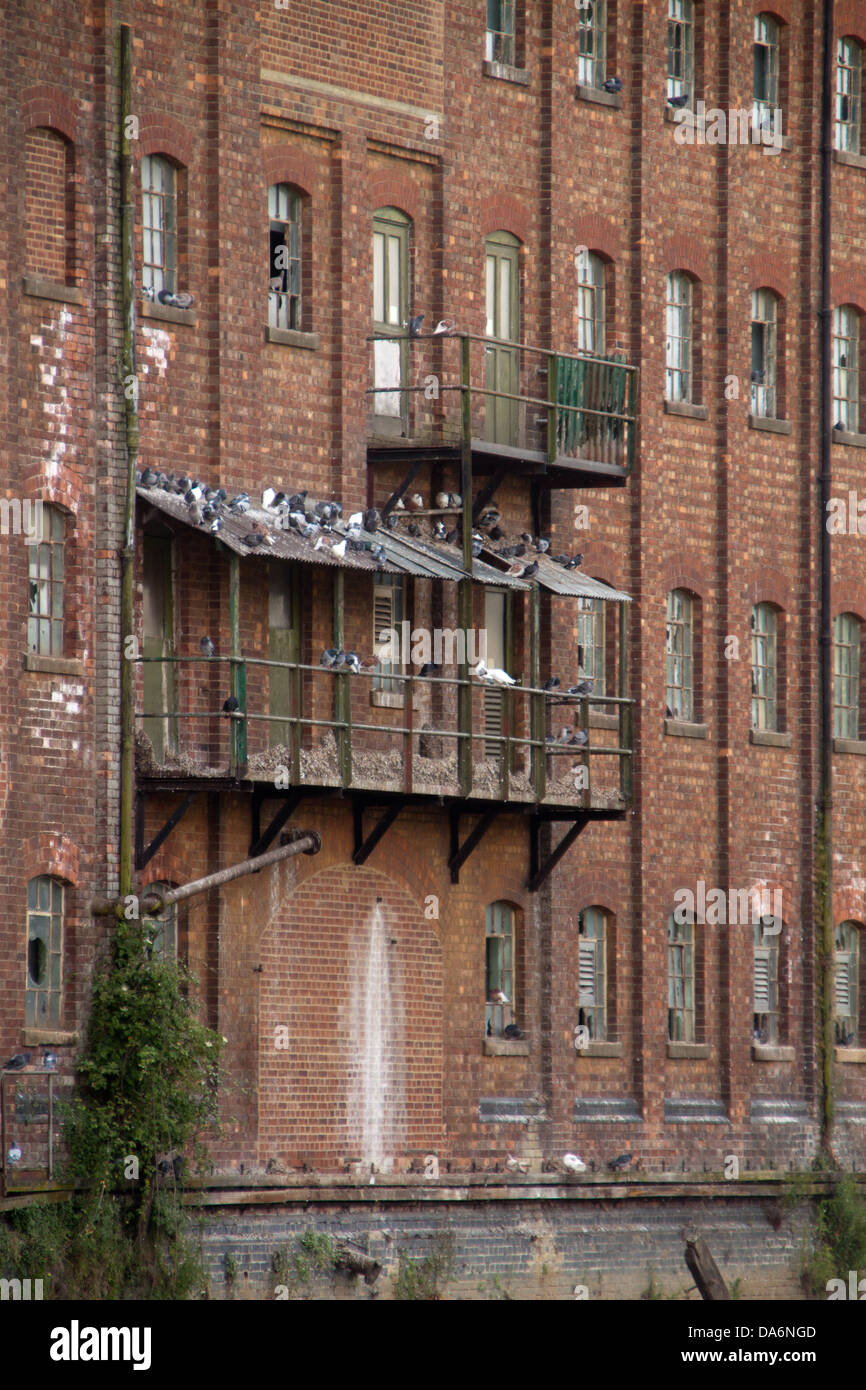 Pigeons and Doves turning and old unused balcony into there own river view accommodation. Stock Photo