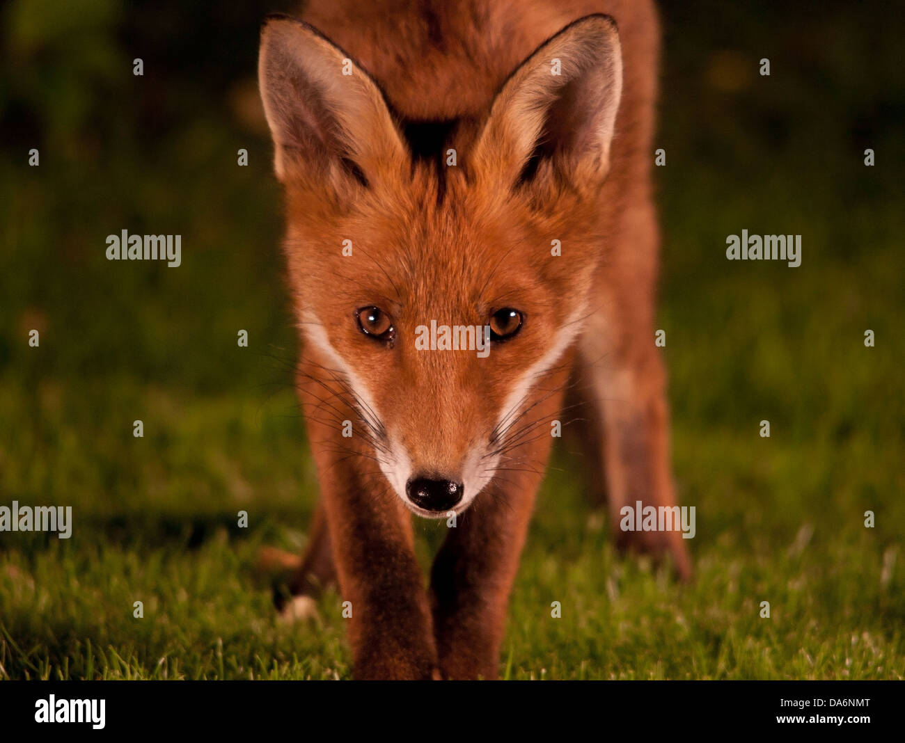 fox cub up close Stock Photo