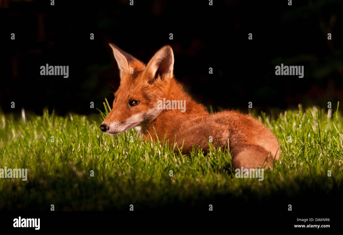 red fox cub in garden Stock Photo