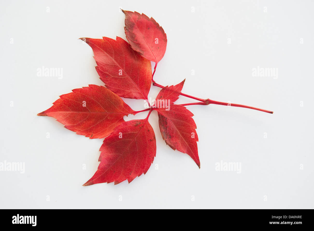 Studio close up leaf hi-res stock photography and images - Alamy