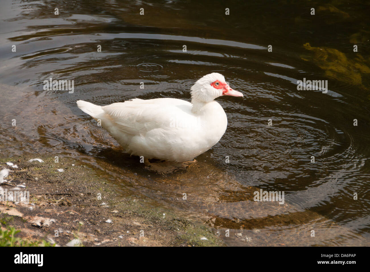 White Duck Stock Photo