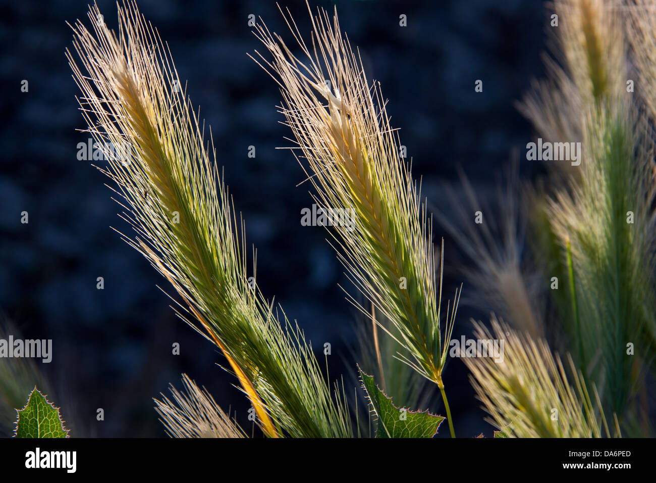 spike awns grass grain cereals wild grain Stock Photo