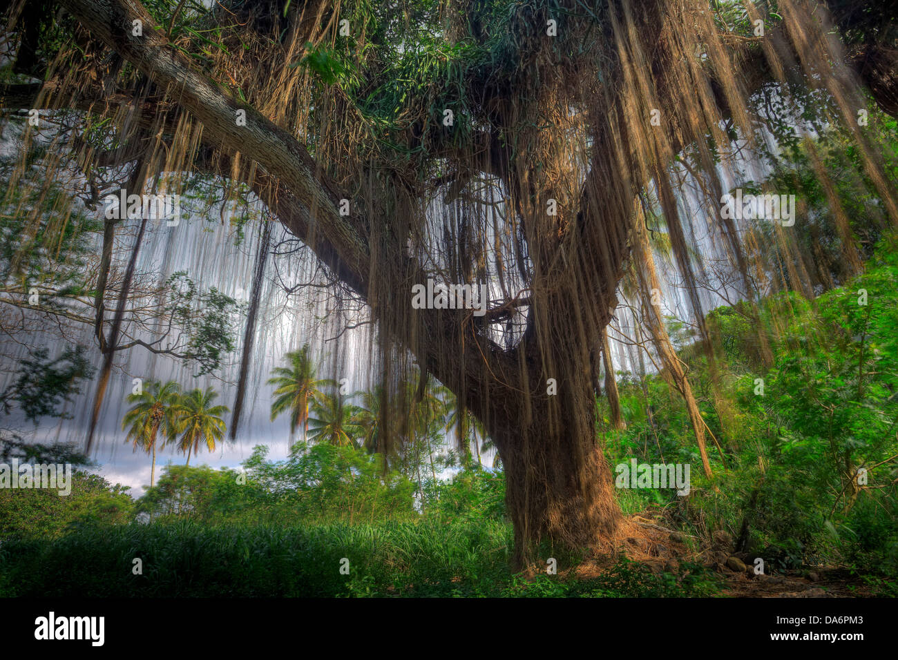 USA, United States, America, Hawaii, Maui, Tree, Vines, Creeping Vines